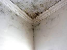 Best Residential Mold Inspection & Testing in Babbitt, MN