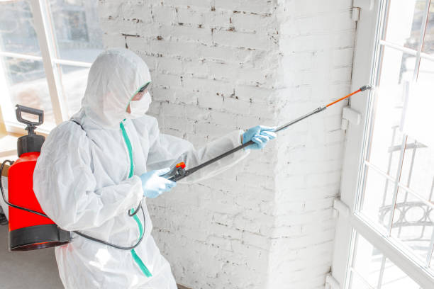 Best Basement Mold Removal in Babbitt, MN